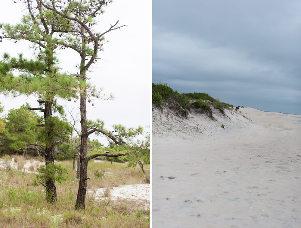 assateague-island-2