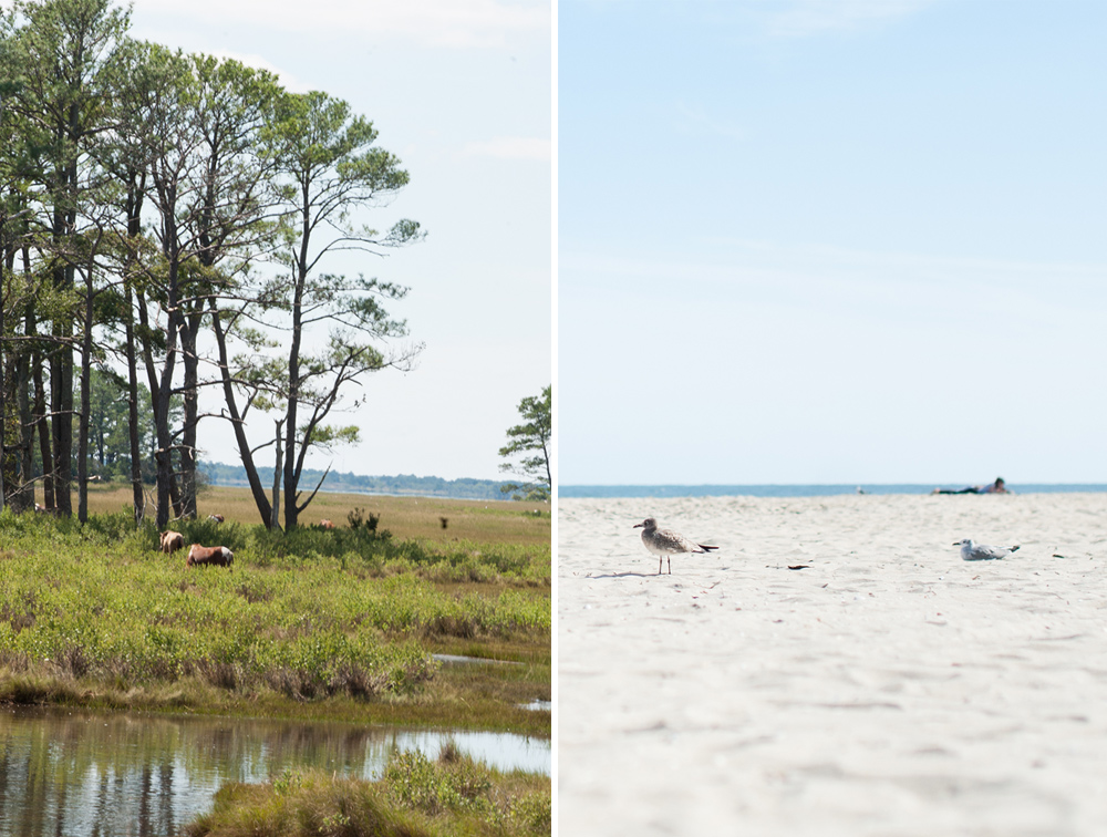 assateague-island-5