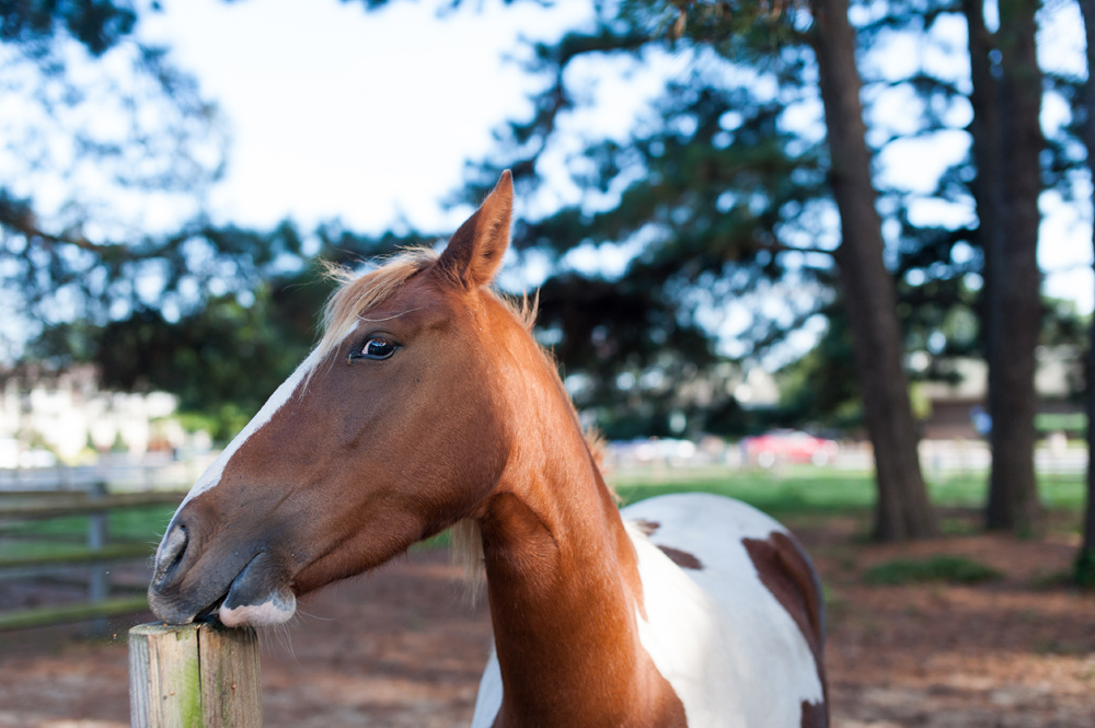 assateague-island-7